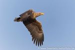 Seeadler