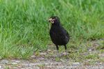 Amsel