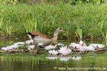 Nilgans