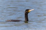 Kormoran