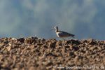 Grosser Brachvogel