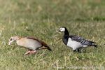 Nilgans / Weisswangengans