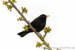 Amsel