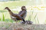 Nilgans-Familie