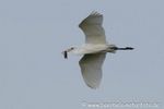 Silberreiher mit Maus im Flug