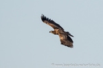 Seeadler