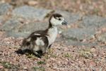 Nilgänse