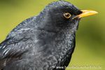 Amsel