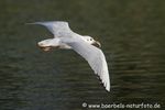 Lachmöwe
