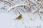 Wiesenpieper im Schnee