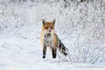 Rotfuchs im Schnee