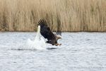 Seeadler fischt