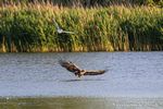 Seeadler