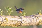 Blaukehlchen