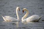Höckerschwäne