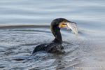 Kormoran mit Fisch