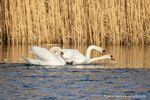 Paarung der Schwäne