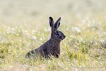 Feldhase