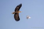 Seeadler