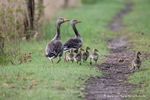 Graugans-Familie