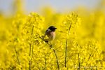 Schwarzkehlchen im Raps