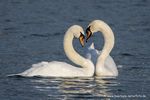 Paarung Höckerschwäne
