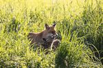 Rotfuchs Fähe und Welpen
