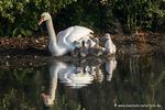 Höckerschwan mit Nachwuchs