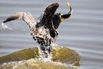 Kormoran mit Fisch