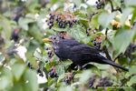 Amsel