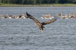 Seeadler fischt