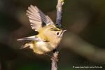 Wintergoldhähnchen