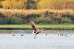Seeadler holt Fisch