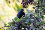 Amsel