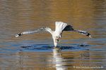 Mittelmeermöwe taucht