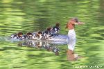 Gänsesäger mit Pullis