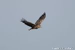 Seeadler