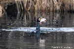 Kormoran mit Fisch