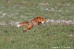 Rotfuchs im Sprung