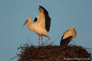 Weißstörche bei Paarung