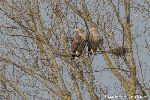 Seeadler paaren sich