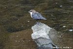 Wasseramsel