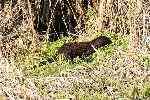 Mink