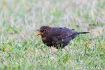 Amsel mit Wurm