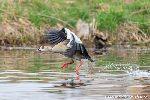 Nilgans