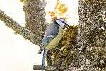 Blaumeise
