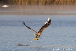 Seeadler fischt