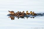 Stockenten-Familie