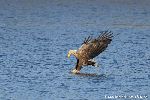 Seeadler
