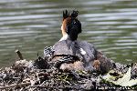Haubentaucher auf dem nest